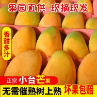 芒果小臺農(nóng)芒廣西百色產(chǎn)地應(yīng)季水果直發(fā)批發(fā)一件代發(fā)