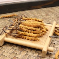 朕宗源 冬蟲夏草西藏那曲蟲草凍干蟲草 冬蟲夏草現(xiàn)貨批發(fā)一件代發(fā)