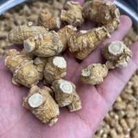西洋參花旗參5克粒優(yōu)選粒頭