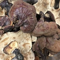 西藏靈芝中大號高原西藏靈芝