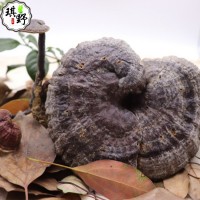 中草藥產(chǎn)地一手貨源中藥材滋補品 四川土特產(chǎn) 靈芝批發(fā)