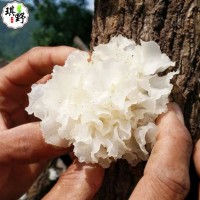 通江銀耳干貨代發(fā)無硫熏野生白木耳產(chǎn)地貨源誠招代理 段木小銀耳