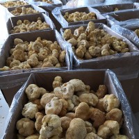 福建古田食用菌猴頭菇 干貨現(xiàn)烤現(xiàn)賣產(chǎn)地散裝走量批發(fā)500g