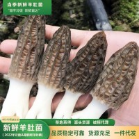 產(chǎn)地直供云南精選野培新鮮羊肚菌500克羊肚菇食用菌營養(yǎng)菌菇代發(fā)