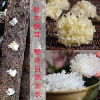 銀耳 新品 四川通江銀耳 椴木銀耳 無流雪耳 糯耳干貨白木耳100克