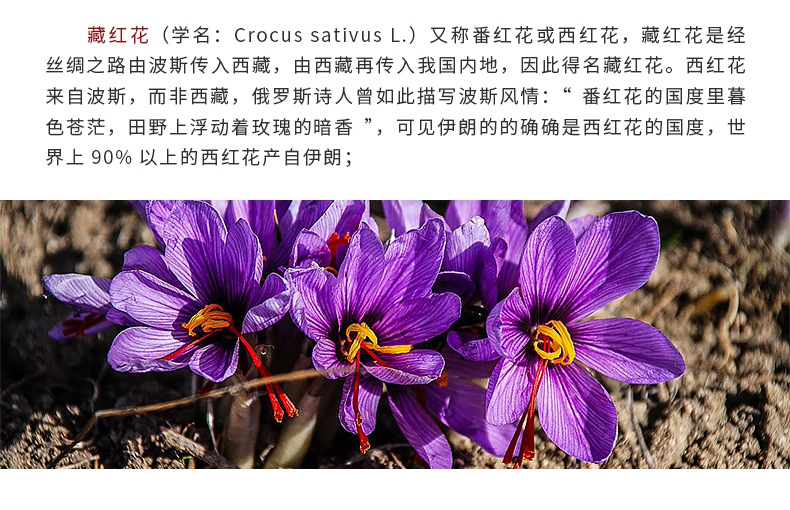 藏紅花-更新_02.jpg