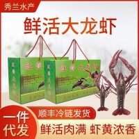 現(xiàn)貨鮮活小龍蝦水產(chǎn)清水蝦淡水養(yǎng)殖456錢生鮮小龍蝦5斤興化水產(chǎn)