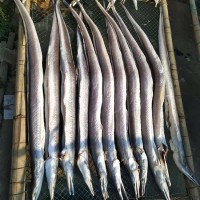 廠家批發(fā)鰻魚海鮮干貨跑江湖圓鰻魚干漁家自曬當季新貨咸海鰻筒干