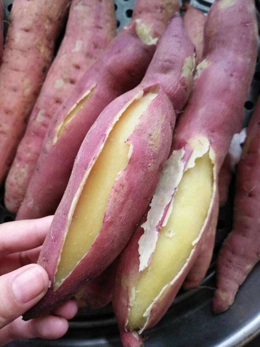 板栗紅薯3