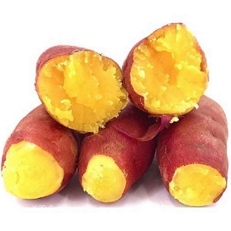 板栗紅薯5