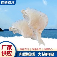 魚翅現貨批發(fā) 煲湯煮粥海產品魚翅 速凍海產品獨立包裝魚翅廠家