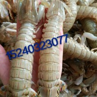 連云港海鮮；冰鮮死蝦姑；琵琶蝦‘蝦爬子’皮皮蝦‘富貴蝦