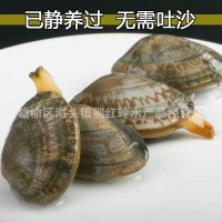 無(wú)沙花甲鮮活花甲 冰甲連云港蛤蜊花蛤批發(fā) 酒店食材海鮮水產(chǎn)批發(fā)