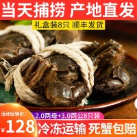 批發(fā)大閘蟹鮮活螃蟹公母3兩-2.0兩挑膏蟹 專賣店酒店指定用蟹河蟹