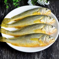 【廠家貨源】小黃花魚新鮮海捕鮮活小黃魚冷凍生鮮深海魚500g批發(fā)