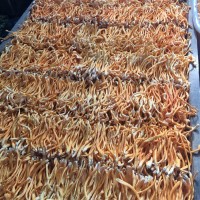 產(chǎn)地直銷蟲草花一手貨源品質(zhì)保證