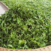 湖北宜昌長陽青崗翠綠綠茶
