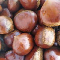 板栗批發(fā) 丹東生栗子小號新鮮毛板栗甜糯農(nóng)家現(xiàn)摘帶殼栗子 生板栗