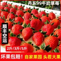 順豐發(fā)貨 丹東九九草莓大果 新鮮當(dāng)季水果奶油紅顏大白草莓