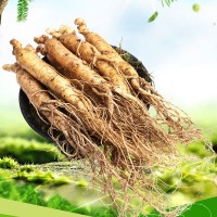 人參長白山野山參新鮮人參帶土東北鮮參現(xiàn)挖整枝大小人參苗鮮人參