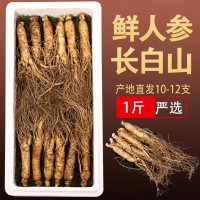 鮮人參1斤鮮野山參東北鮮參泡酒新鮮人參吉林長(zhǎng)白山人參500克