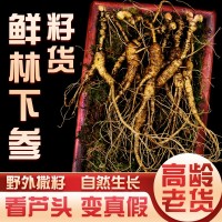 新鮮林下參長(zhǎng)白山野山參東北人參野生籽貨老山叁禮盒泡酒現(xiàn)貨代發(fā)