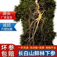 林下參15年新鮮泡酒野山參老山參東北移山參現(xiàn)挖籽貨長(zhǎng)白山人參