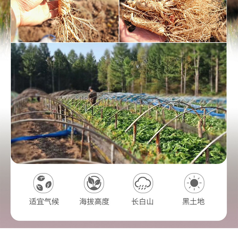 生曬參詳情_04.jpg