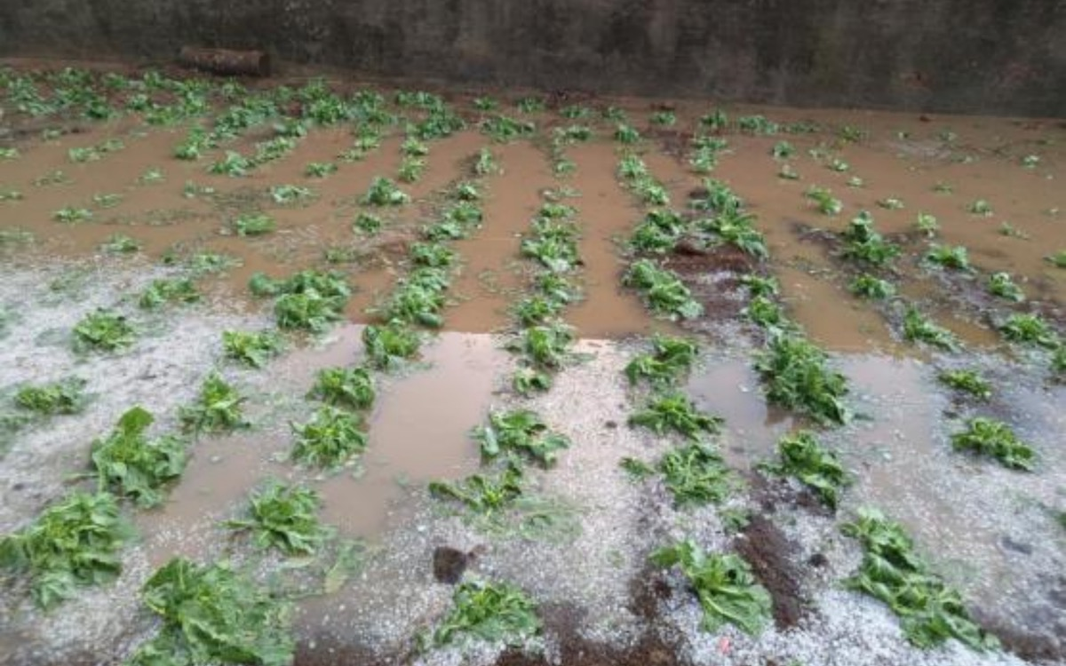 部分露地蔬菜在冰雹、暴雨后出現(xiàn)積水。北京市農(nóng)業(yè)技術(shù)推廣站供圖