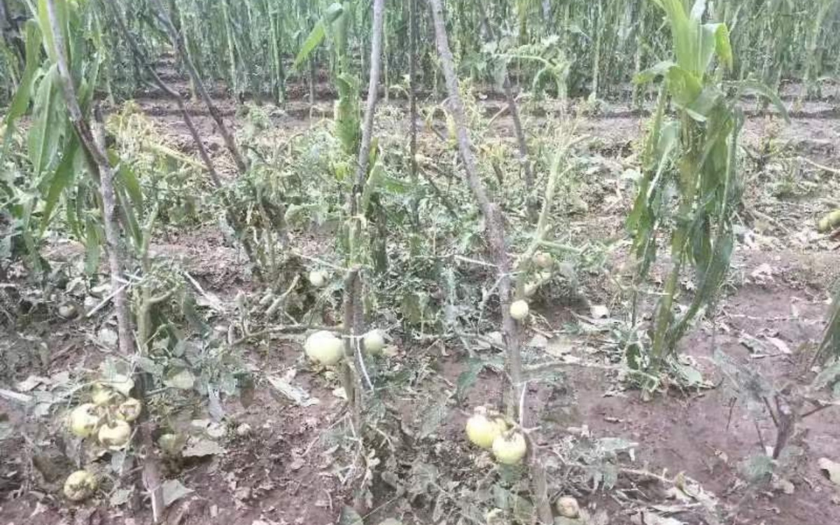冰雹導致部分露地蔬菜絕收。北京市農(nóng)業(yè)技術(shù)推廣站供圖