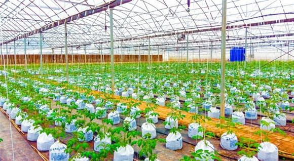 科光種苗番茄培育大棚。記者 朱楊 攝_副本
