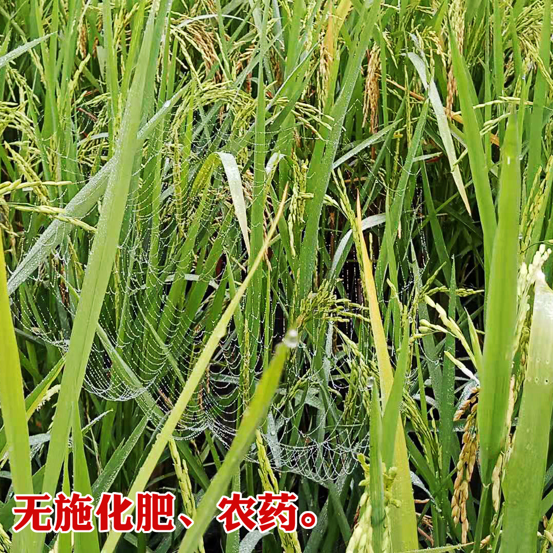 稻田