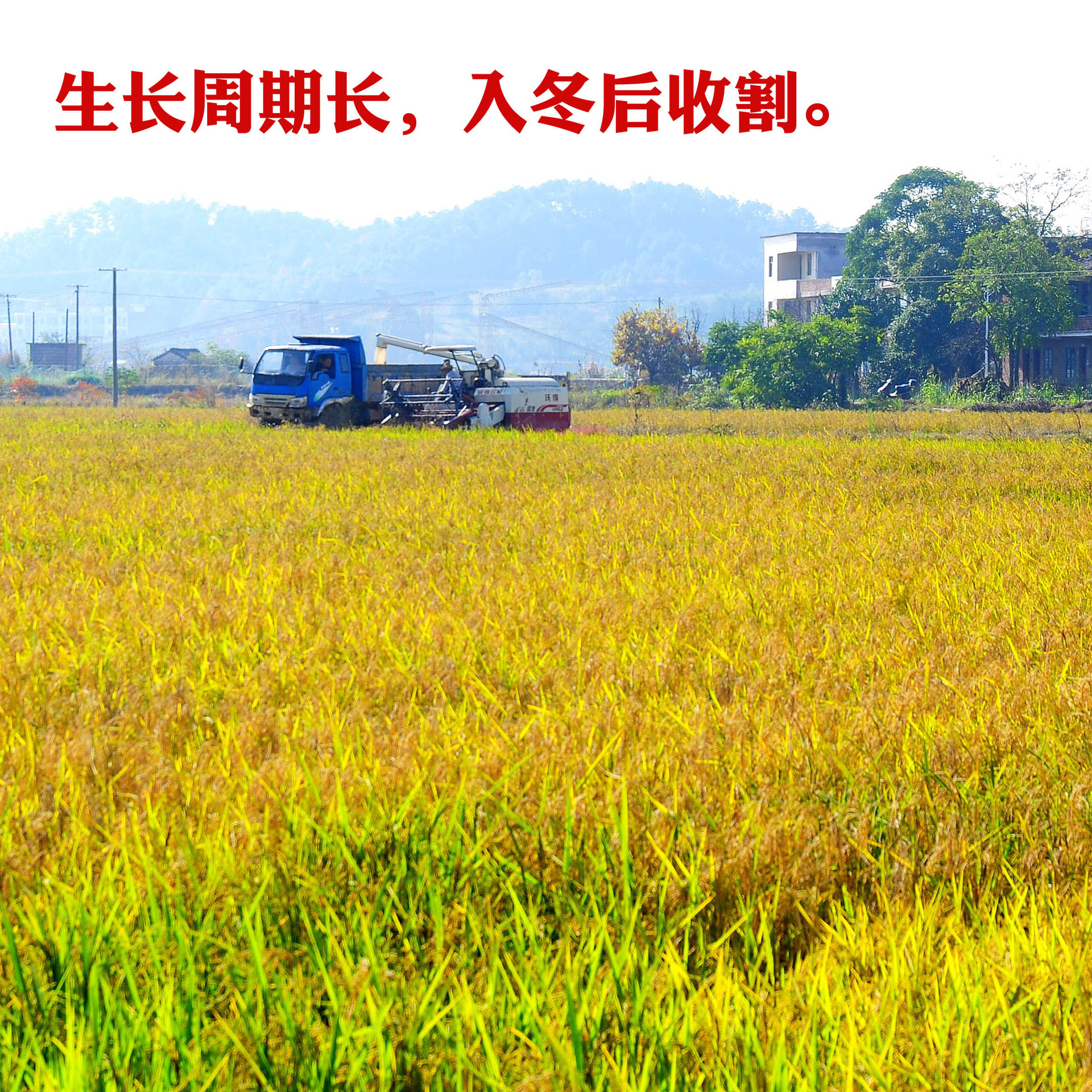 入冬后收割