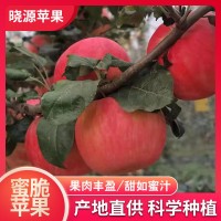 蜜脆蘋果新鮮蘋果水果脆甜整箱當(dāng)季包郵10斤裝現(xiàn)摘現(xiàn)發(fā)孕婦水果