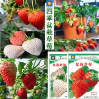 四季草莓籽陽臺(tái)庭院種植奶油盆栽紅草莓奶油草莓種孑批發(fā)天旸高科