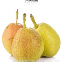 春節(jié)不休！新疆庫(kù)爾勒香梨一級(jí)梨子當(dāng)季水果新鮮包郵整箱