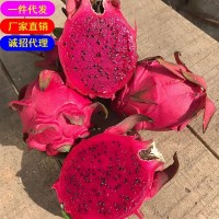 海南金都一號(hào)紅心火龍果5斤裝現(xiàn)摘現(xiàn)發(fā)新水果一件代發(fā)
