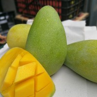 【可以生吃的金煌芒】廣西金煌芒果甜心芒青皮超甜多汁產(chǎn)地直發(fā)