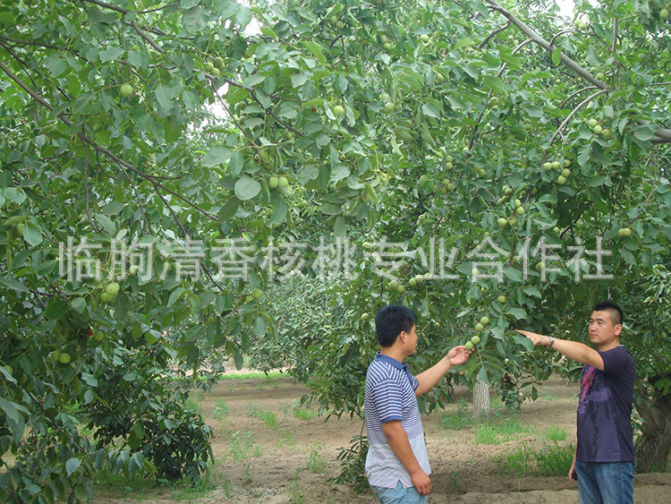 右側(cè)為清香1