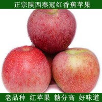【粉面香甜】陜西紅秦冠老樹蘋果寶寶新鮮非冰糖心整箱10斤批發(fā)