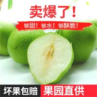 現(xiàn)貨新鮮早酥梨青皮梨子陜西脆甜多汁整箱10/5斤當(dāng)季水果一件批發(fā)