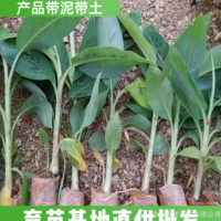 天寶香蕉苗紅香蕉苗米蕉苗 優(yōu)惠批發(fā) 下單前請(qǐng)與商家商議運(yùn)費(fèi)