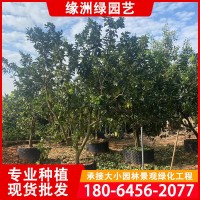 福建漳州柚子樹(shù)批發(fā) 平和蜜柚假植貨 庭院種植水果樹(shù)