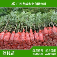 廣西妃子笑荔枝苗批發(fā) 落塘蒲玉荷包荔枝果樹(shù)苗 南方北方種植