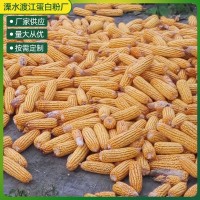 供應(yīng)玉米飼料玉米家禽飼料玉米顆粒飼料