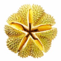 全年供應(yīng)順豐包郵泰國金枕榴蓮軟糯香甜新鮮帶殼孕婦水果一件代發(fā)