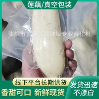 商用新鮮蓮藕300g袋 火鍋麻辣燙冒菜串串油炸涼拌餐飲食材脆蓮藕