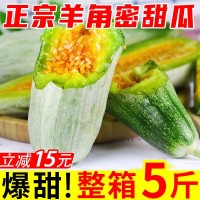 【爆甜羊角密甜瓜】現(xiàn)摘蜜瓜水果批發(fā)新鮮孕婦應季當季哈蜜瓜香瓜