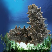 御和貿(mào)易大連冷凍即食海參批發(fā)工廠直銷 大連即食海參500克 1斤裝