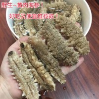 海參 黃肉海參 黃刺海參 煲湯煲粥佛跳墻滋補海產(chǎn)品干貨 500克